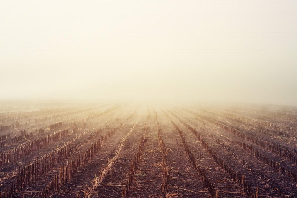 field-3725927_1920-1200x800