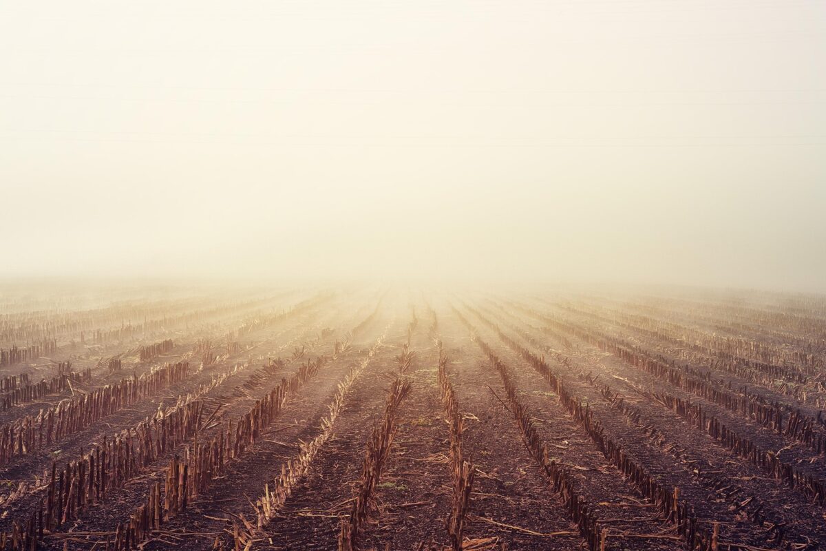 field-3725927_1920-1200x800
