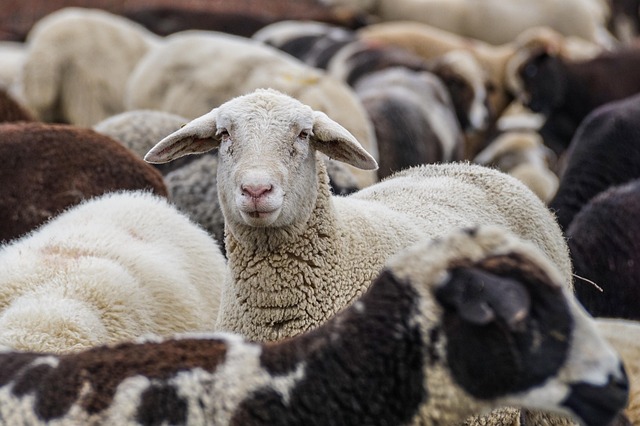 sheep-4810513_640